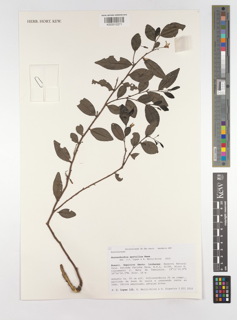 Hornschuchia myrtillus photo 2