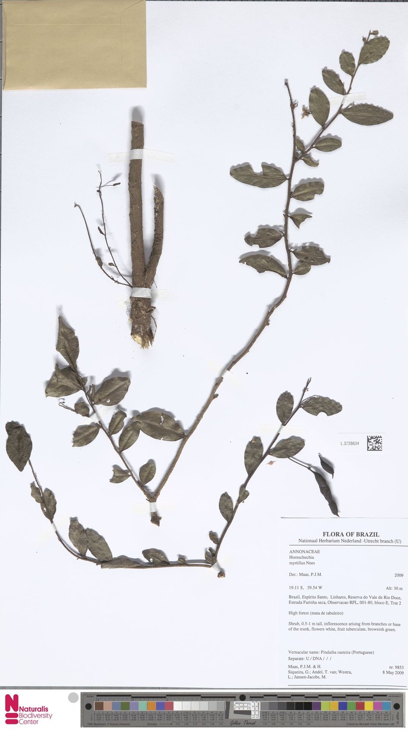 Hornschuchia myrtillus photo 3