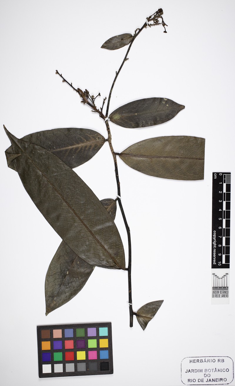Hornschuchia obliqua photo 2