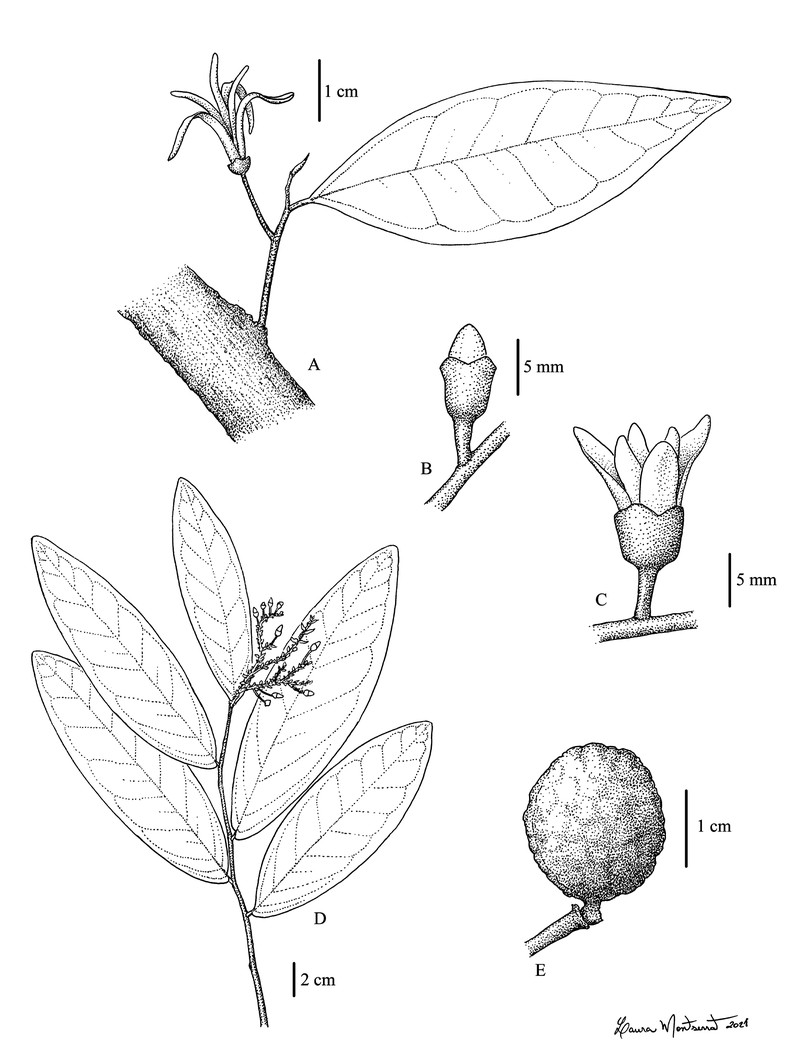 Hornschuchia obliqua
