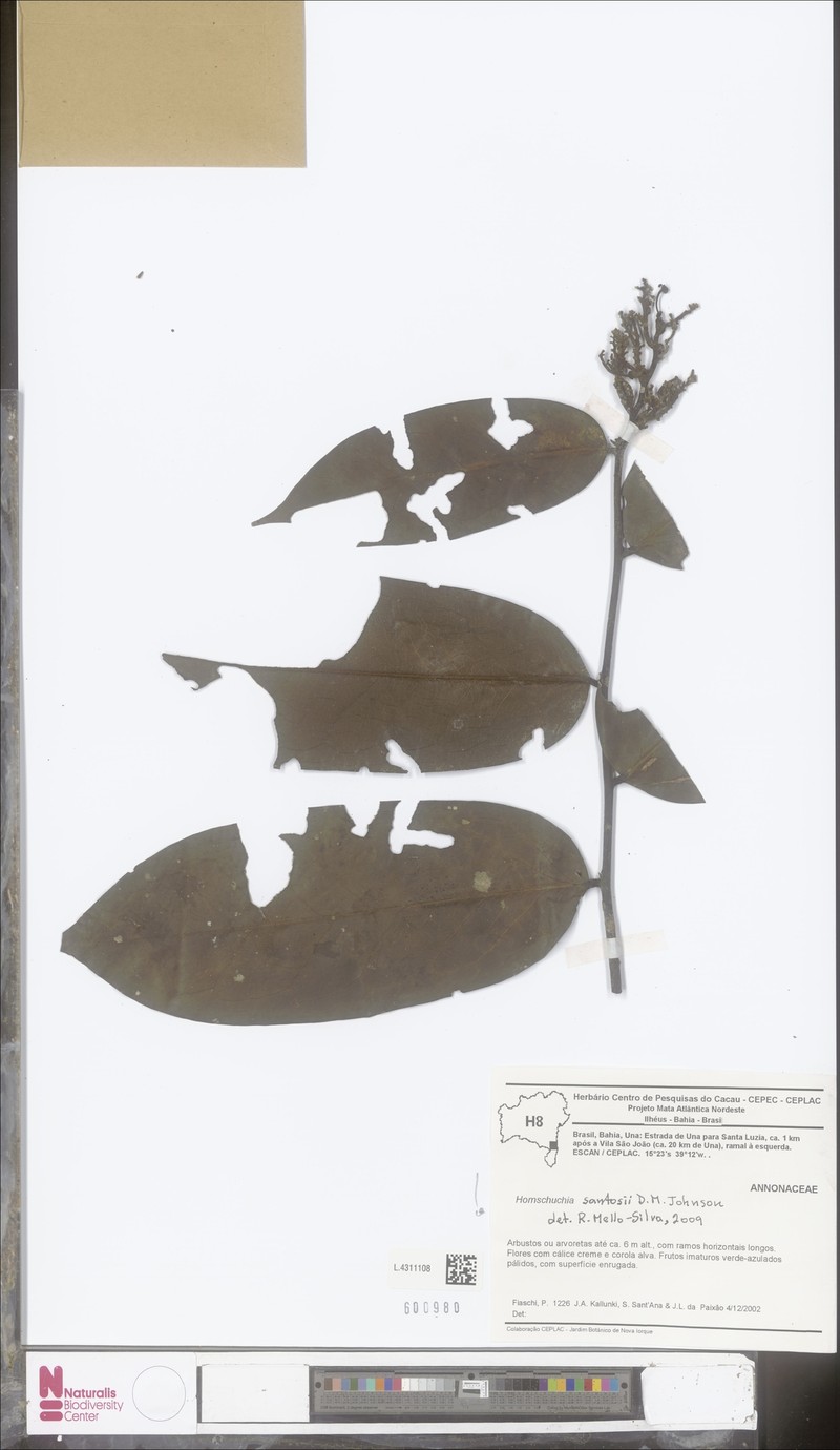 Hornschuchia santosii photo 2