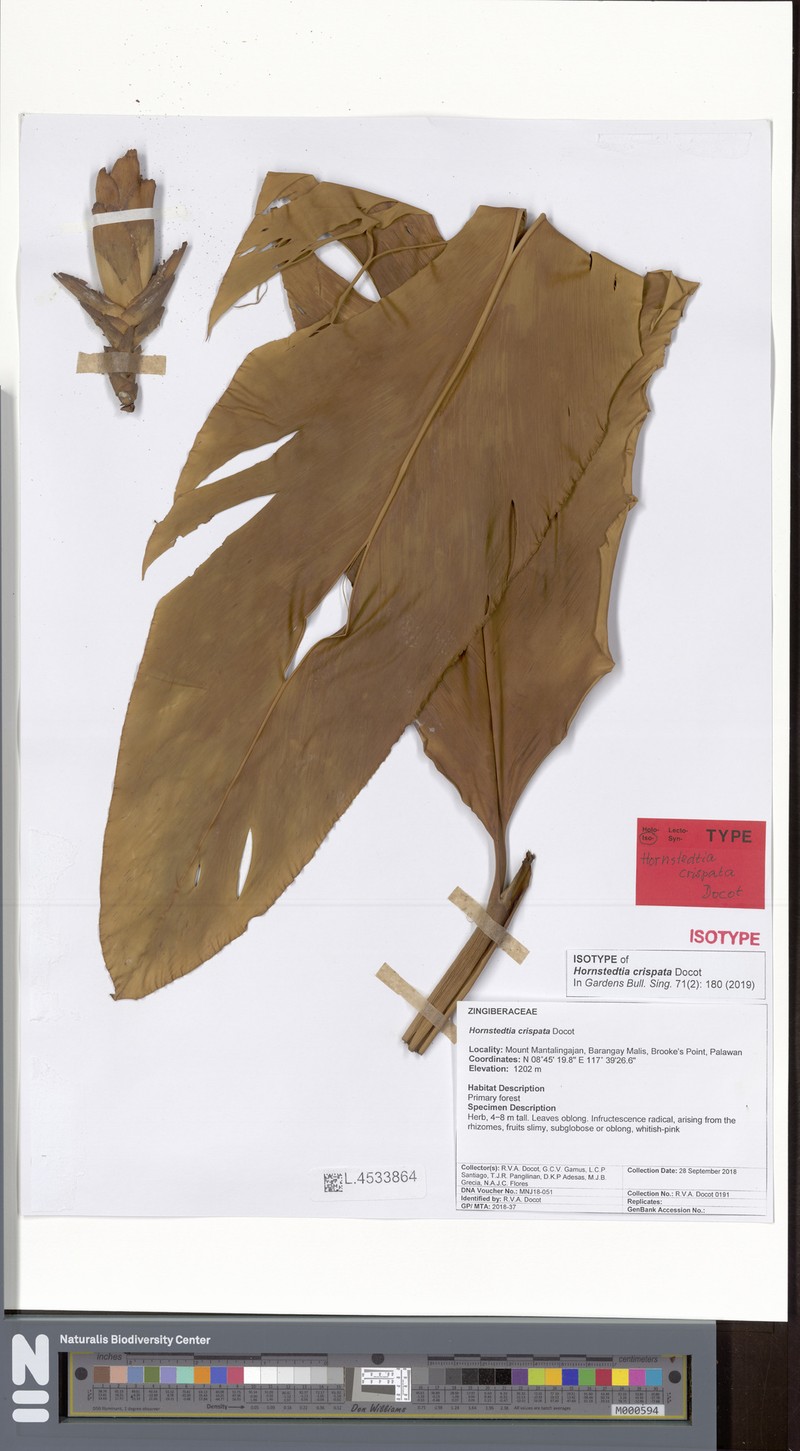 Hornstedtia crispata