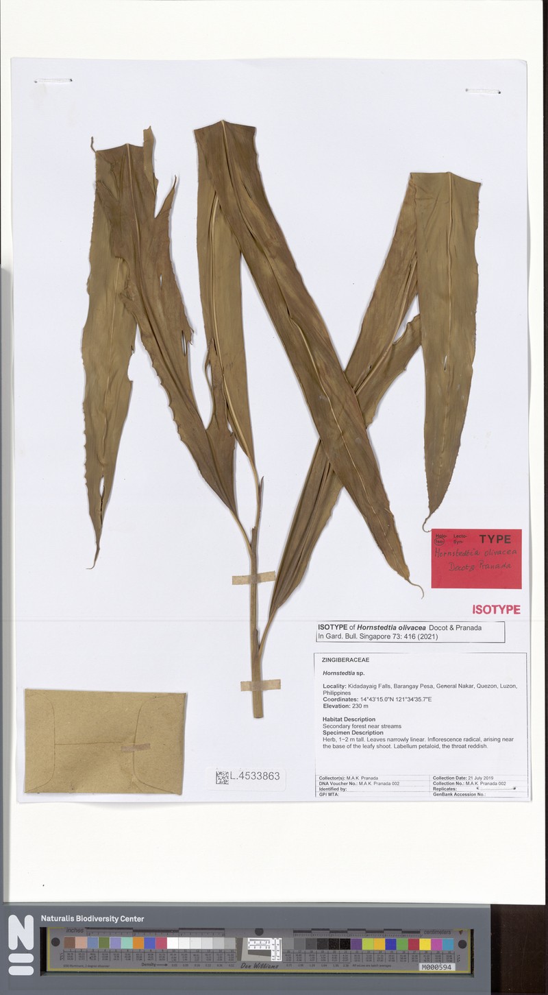 Hornstedtia olivacea