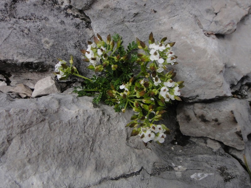 Hornungia alpina