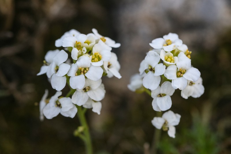 Hornungia alpina photo 3