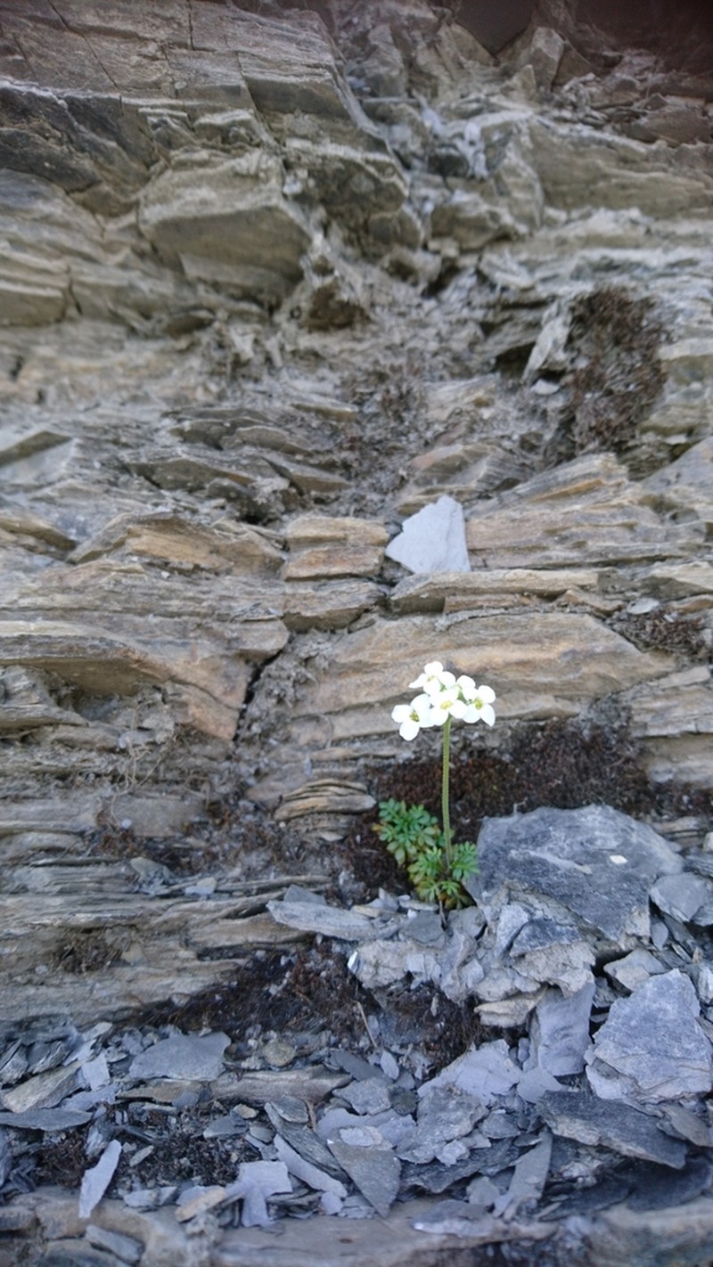 Hornungia alpina photo 4