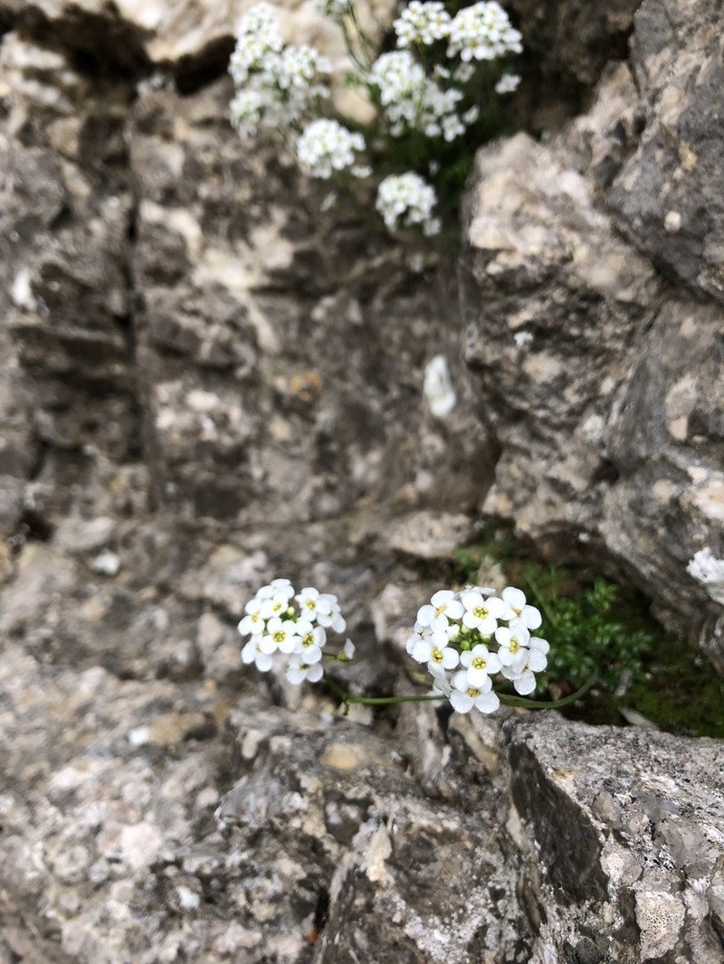 Hornungia alpina photo 5