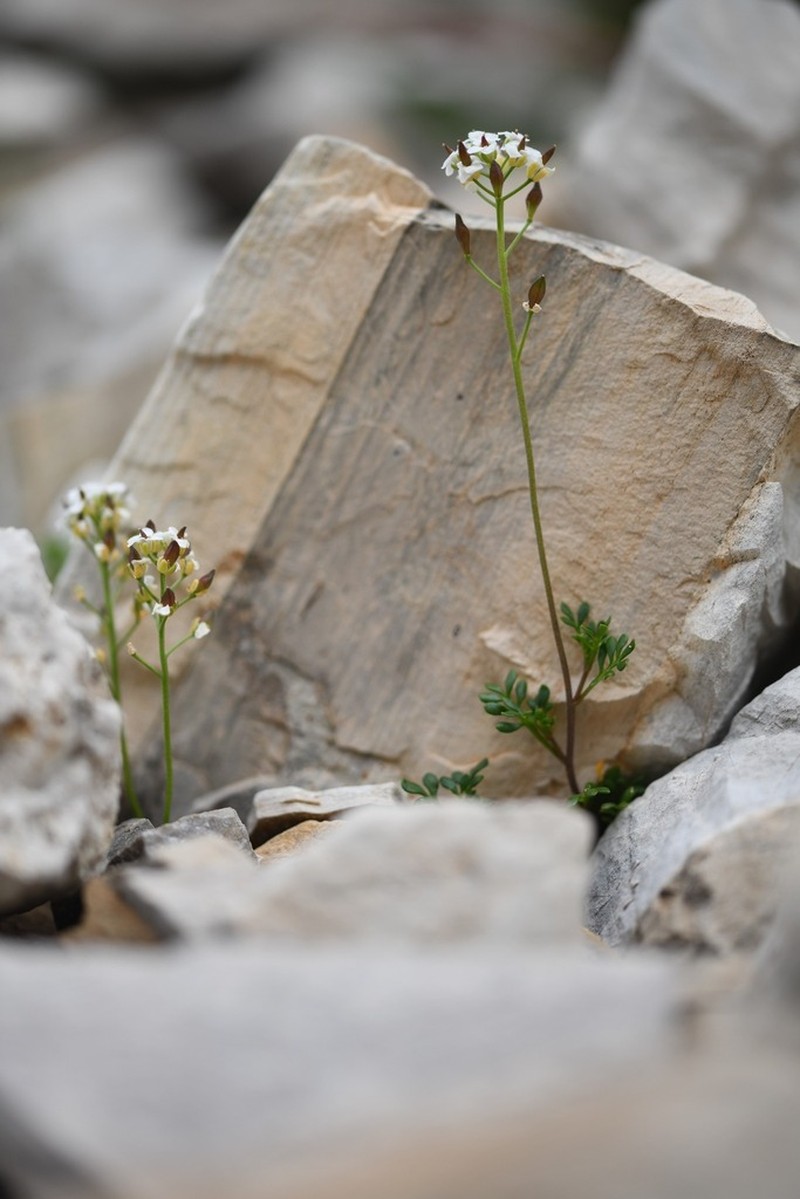 Hornungia alpina photo 6