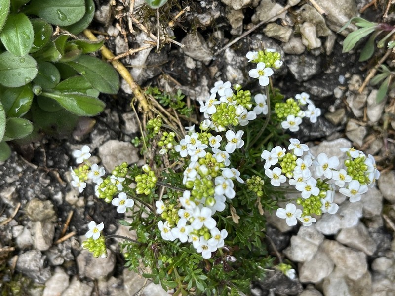 Hornungia alpina photo 7