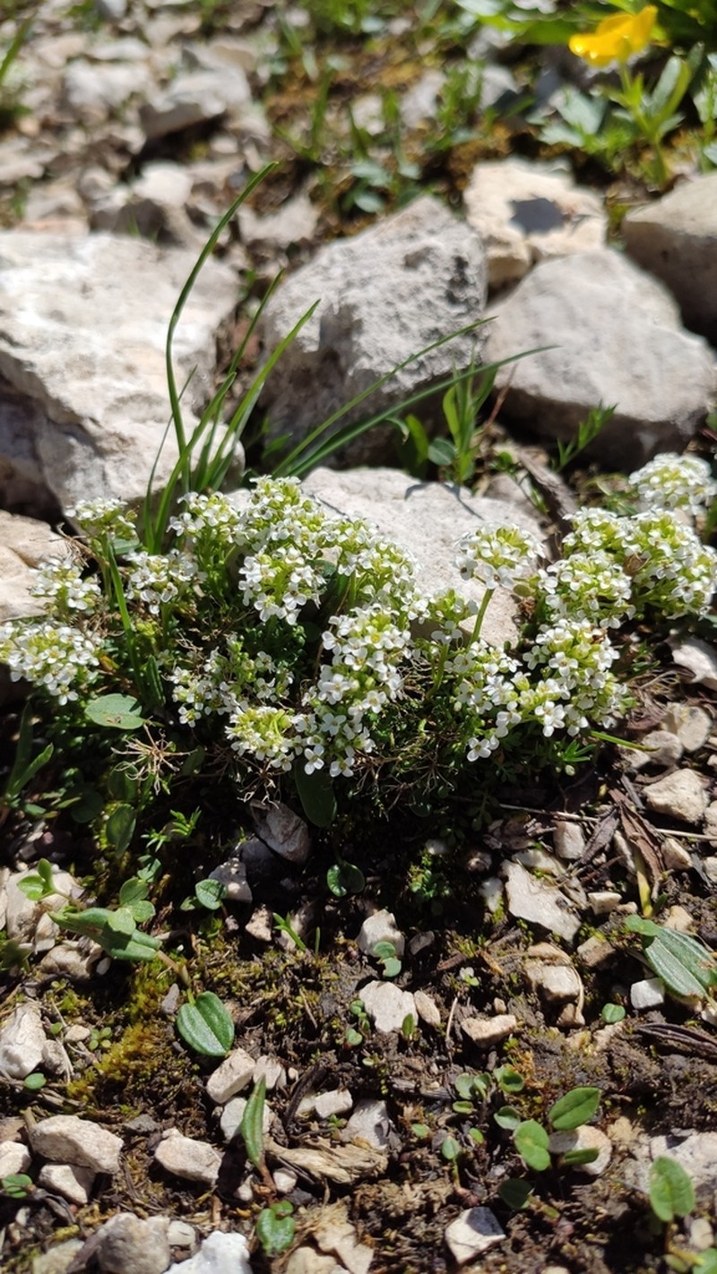 Hornungia alpina photo 8