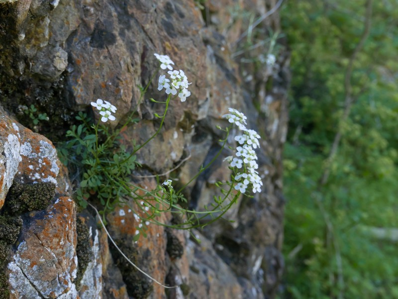 Hornungia alpina subsp. auerswaldii photo 2