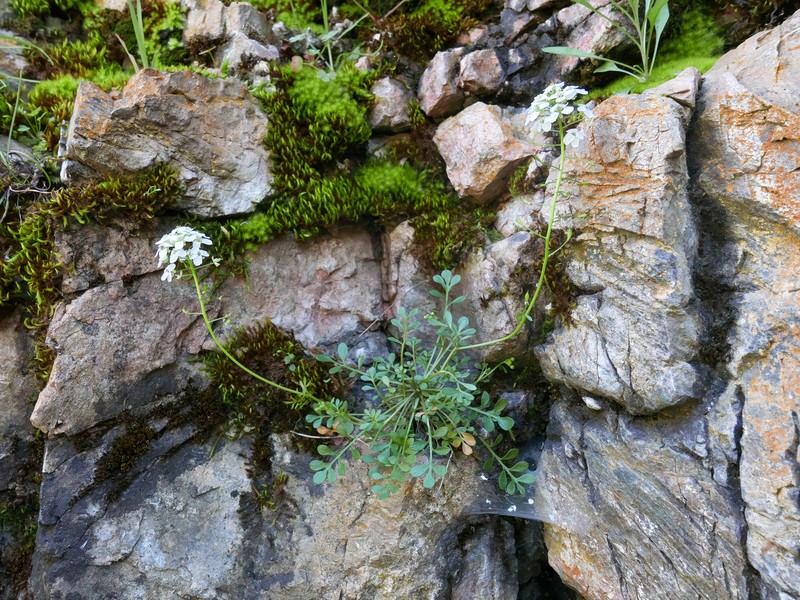 Hornungia alpina subsp. auerswaldii photo 3