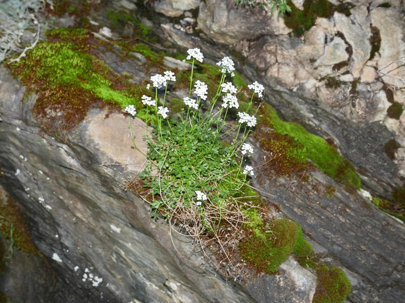 Hornungia alpina subsp. auerswaldii photo 4