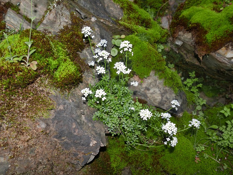 Hornungia alpina subsp. auerswaldii photo 5