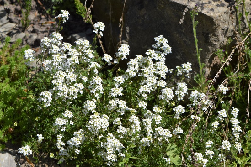 Hornungia alpina subsp. auerswaldii