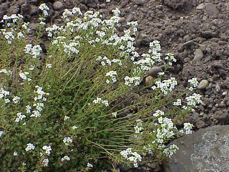 Hornungia alpina subsp. auerswaldii photo 6