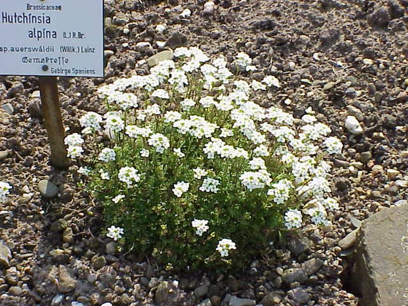 Hornungia alpina subsp. auerswaldii photo 8