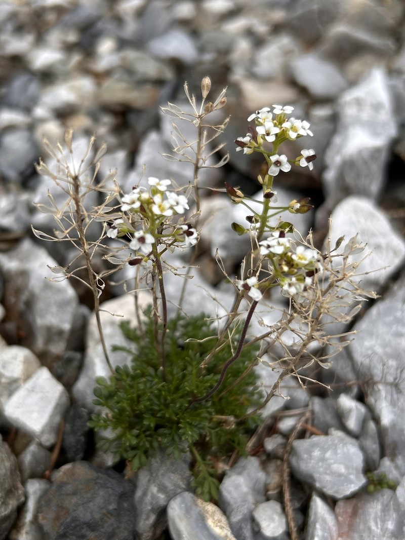 Hornungia alpina subsp. austroalpina