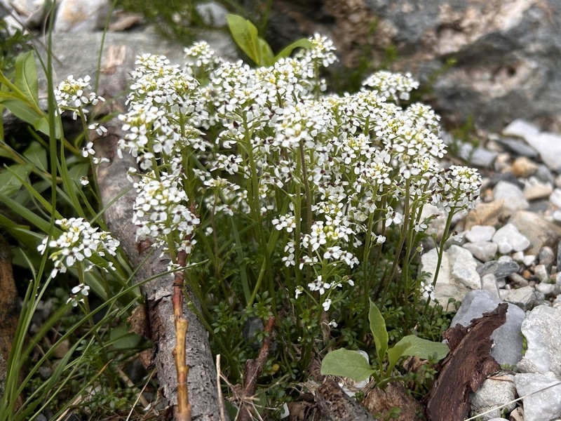 Hornungia alpina subsp. austroalpina photo 2