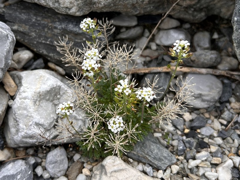 Hornungia alpina subsp. austroalpina photo 3