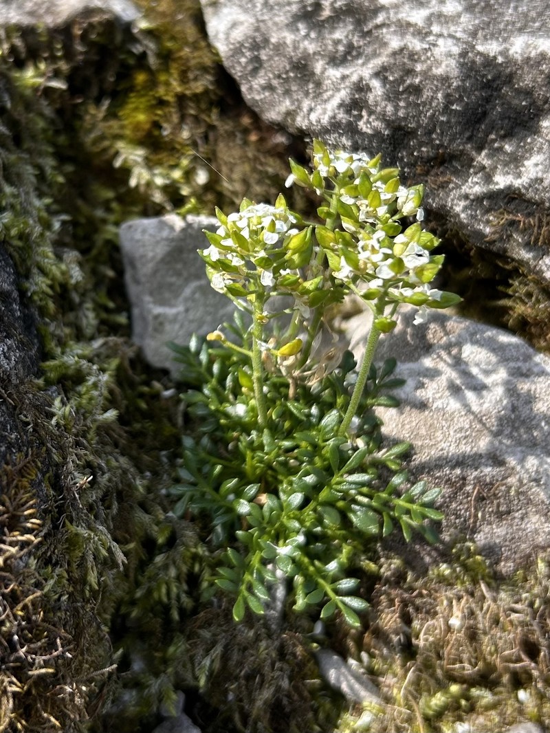 Hornungia alpina subsp. austroalpina photo 4