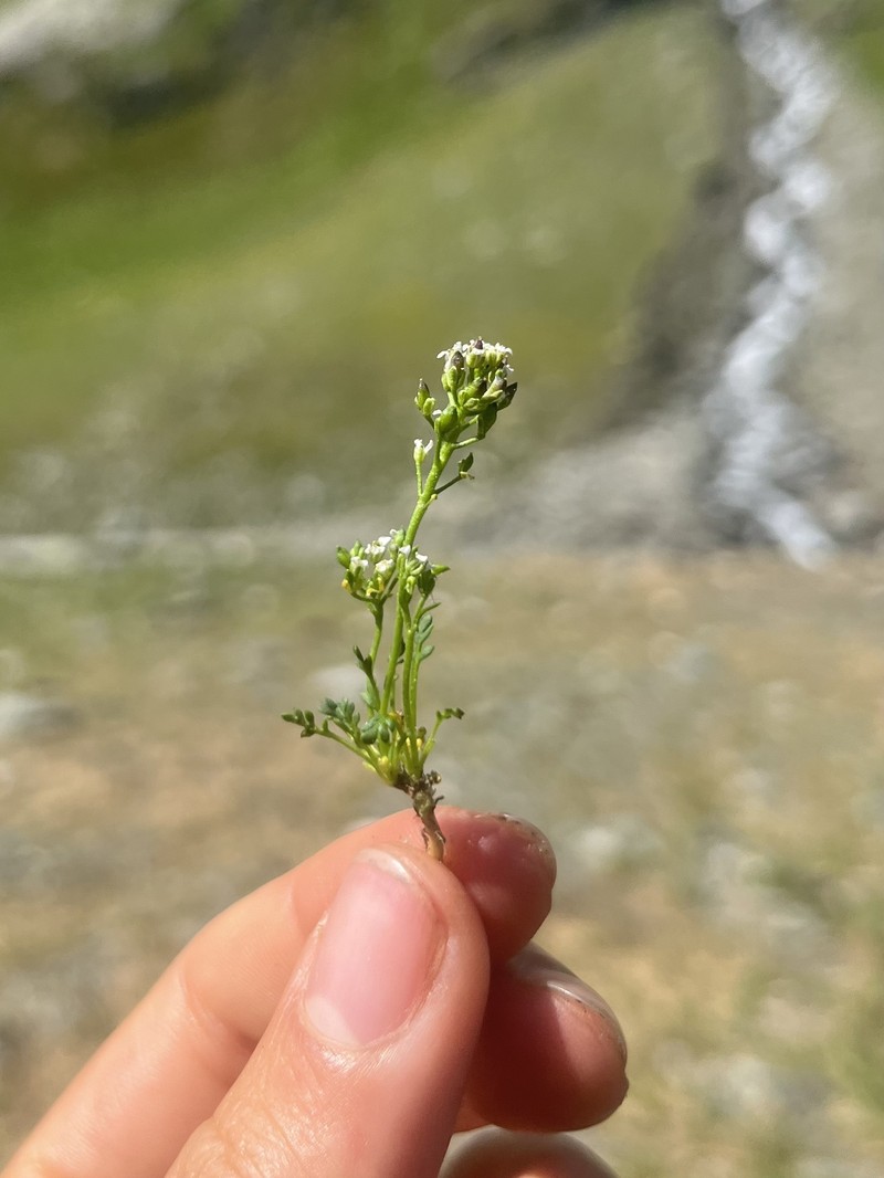 Hornungia alpina subsp. brevicaulis photo 2