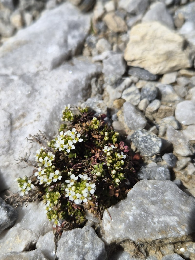 Hornungia alpina subsp. brevicaulis photo 3