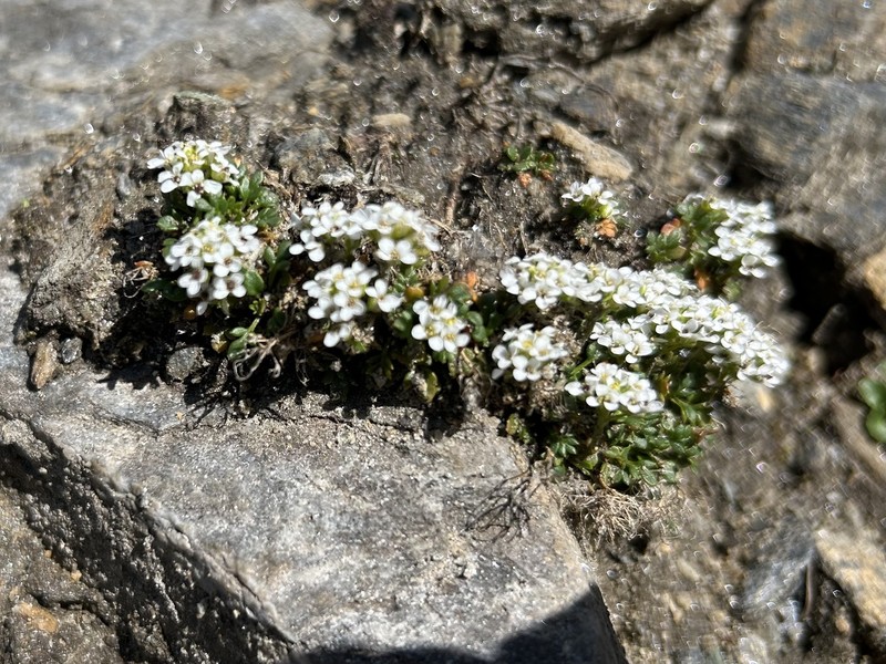 Hornungia alpina subsp. brevicaulis photo 4