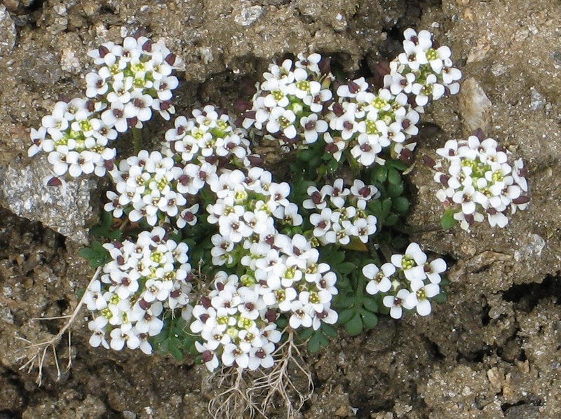 Hornungia alpina subsp. brevicaulis