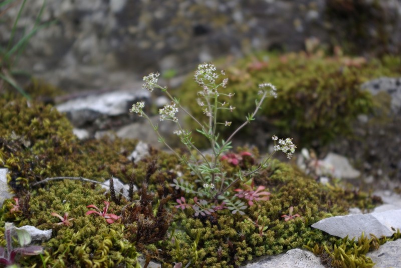 Hornungia angustilimbata