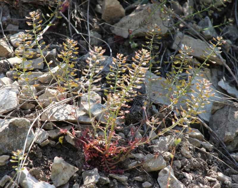 Hornungia angustilimbata photo 2