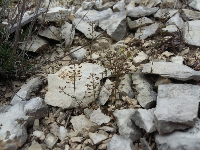 Hornungia angustilimbata photo 3