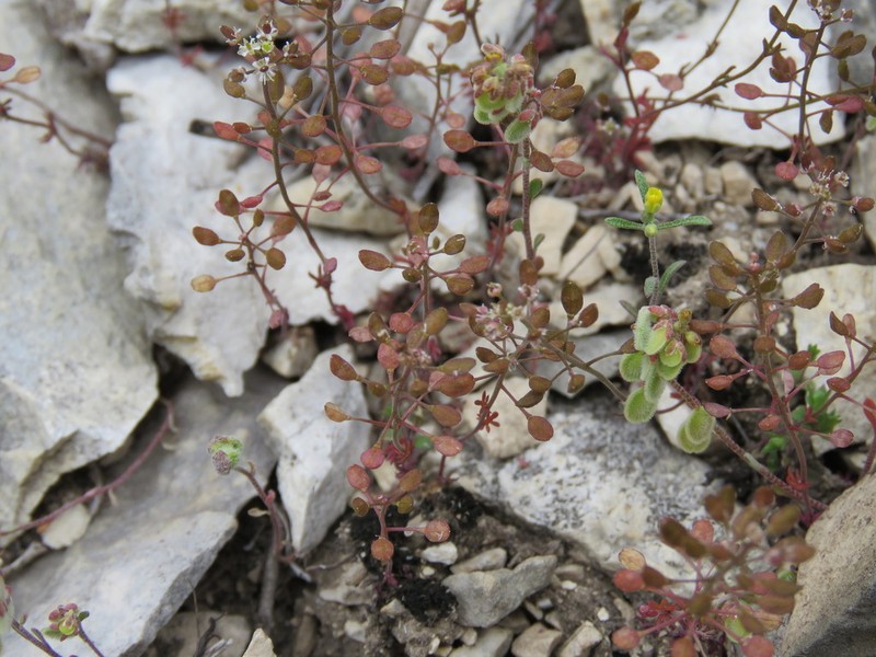 Hornungia angustilimbata photo 4