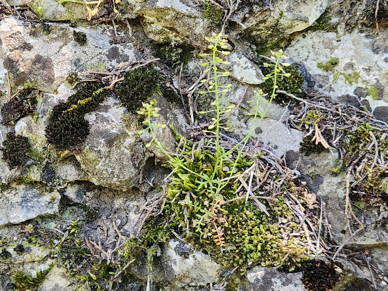 Hornungia angustilimbata photo 5