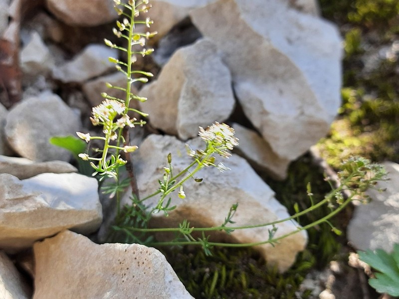 Hornungia angustilimbata photo 6