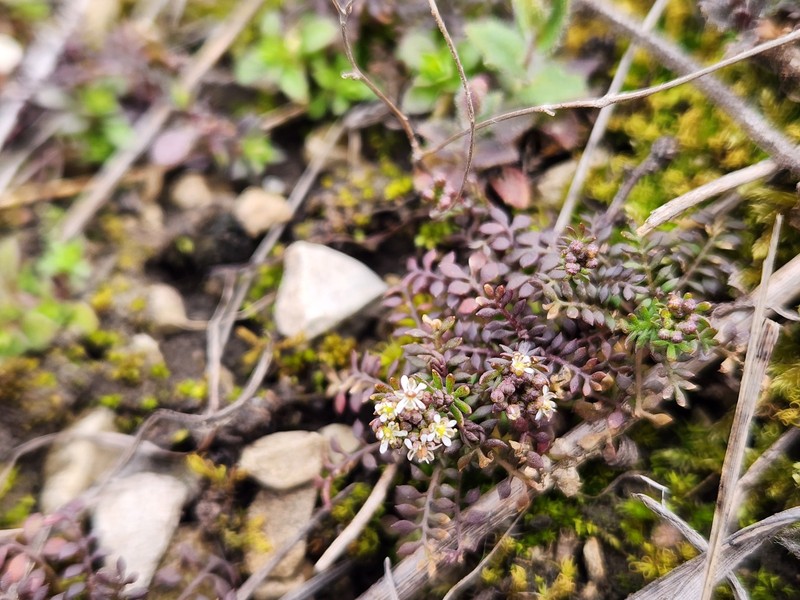Hornungia angustilimbata photo 8