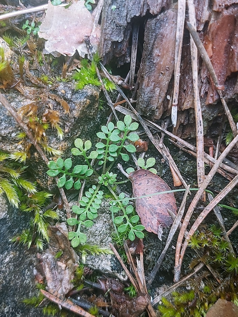 Hornungia aragonensis