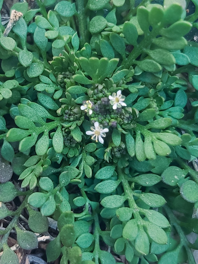 Hornungia aragonensis photo 2