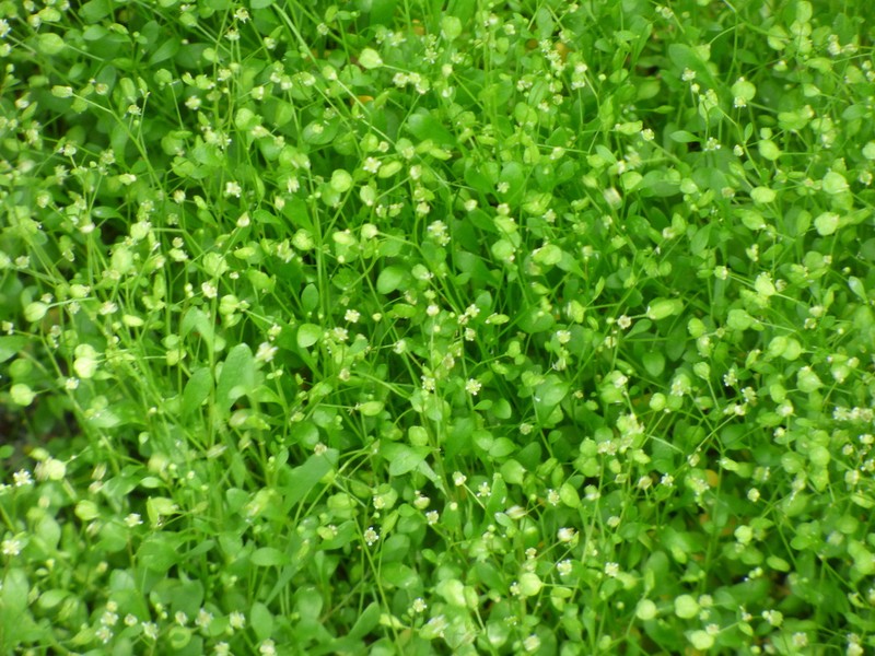 Hornungia pauciflora