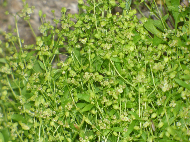 Hornungia pauciflora photo 2