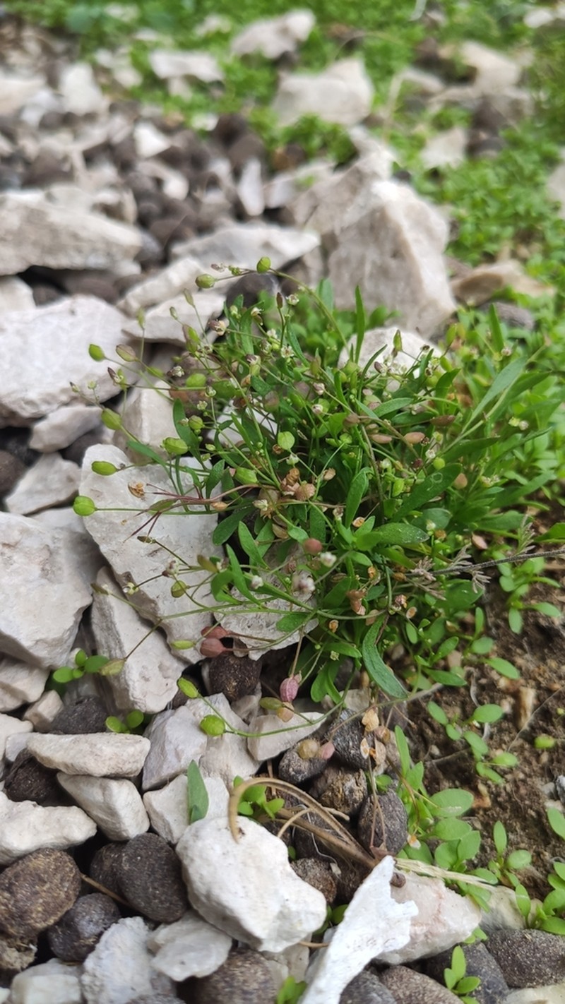Hornungia pauciflora photo 3