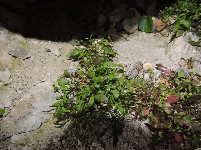 Hornungia pauciflora photo 4