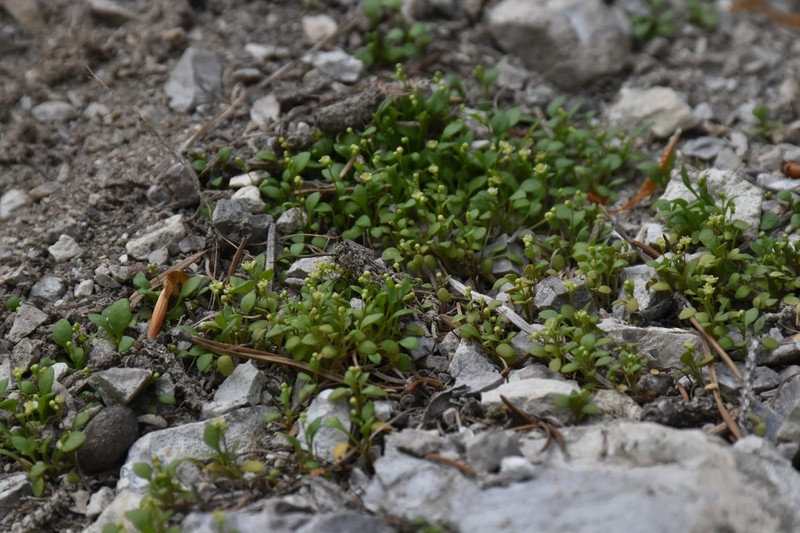 Hornungia pauciflora photo 5