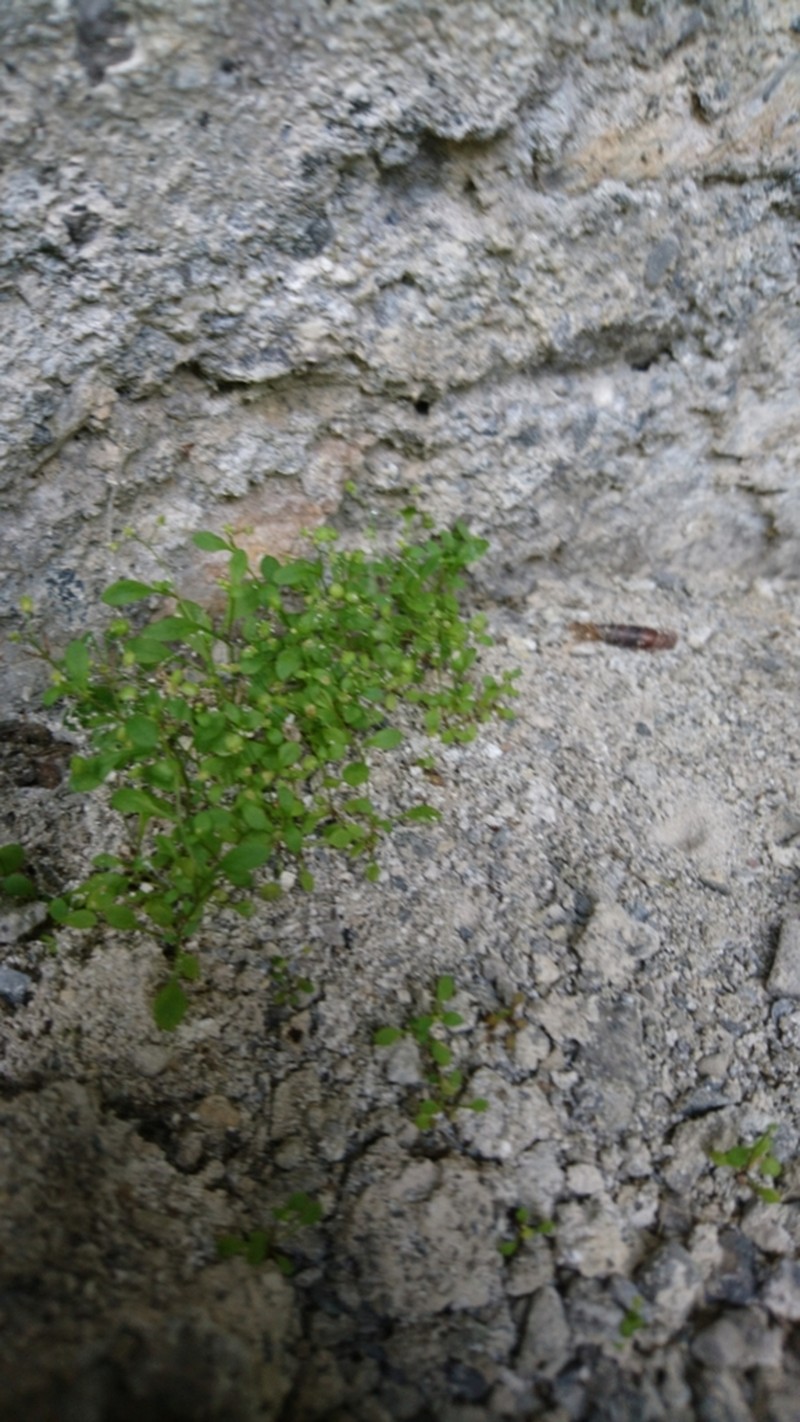 Hornungia pauciflora photo 8
