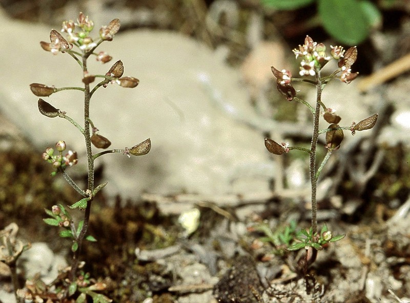 Hornungia petraea