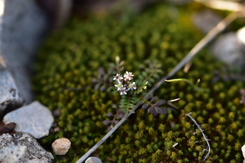 Hornungia petraea photo 2