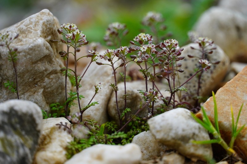 Hornungia petraea photo 3