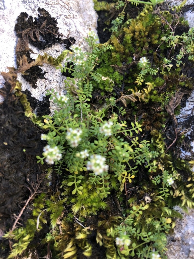 Hornungia petraea photo 4