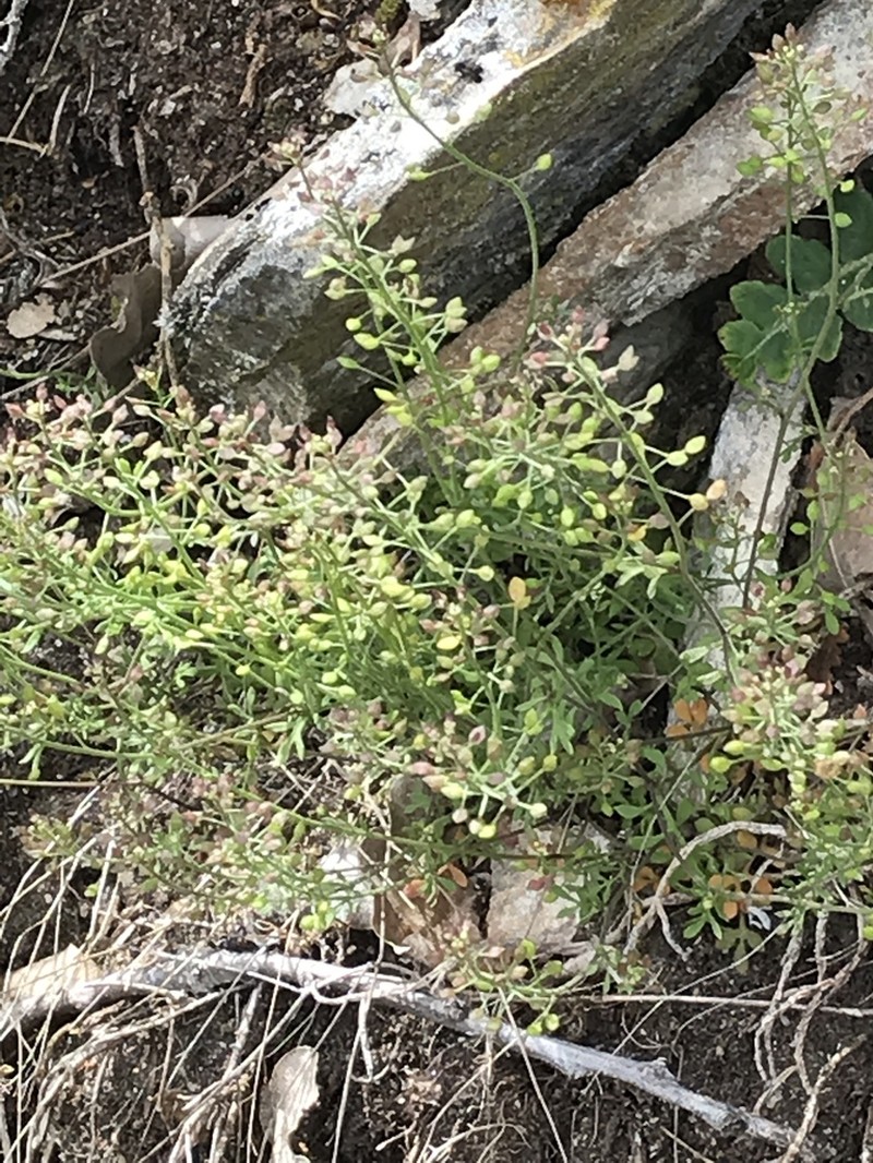 Hornungia petraea photo 5