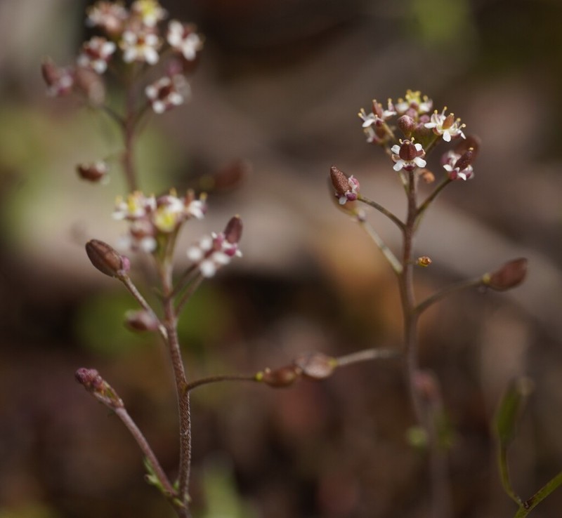 Hornungia petraea photo 6